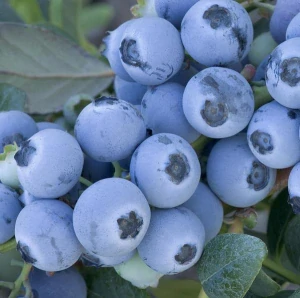 Kanadská borůvka Earlyblue 